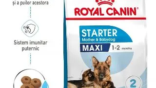 Royal Canin Maxi Starter Mother  Babydog, mama si puiul, hrana uscata caine, 4 kg