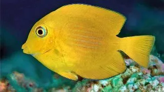 Ctenochaetus Strigosus-Yellow (Kole Yellow Eye Tang)