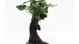 Dennerle decor Mbuna cu Anubias nana mic