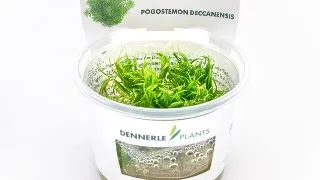 Dennerle Pogostemon erectus In-Vitro