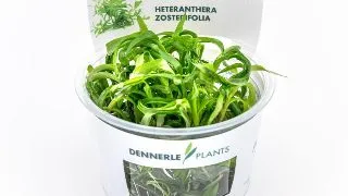 Dennerle Heteranthera zosterifolia In-Vitro