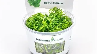 Dennerle Didiplis Diandra In-Vitro