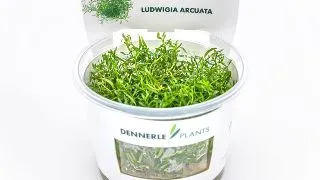 Dennerle Ludwigia arcuata In-Vitro