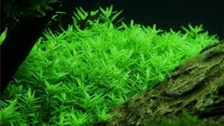 Planta de acvariu Rotala Green in vitro Tropica
