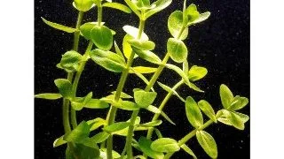 Planta acvariu Bacopa Caroliniana in vitro Tropica
