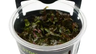 Planta acvariu Rotala Macrandra Red in vitro Stoffels