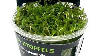Planta acvariu Rotala Rotundifolia H-ra in vitro cup Stoffels