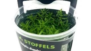 Planta acvariu Didiplis Diandra in vitro Stoffels