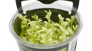 Planta acvariu Bacopa monnieri Compact White in vitro