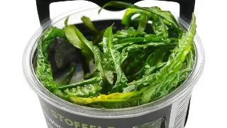 Planta acvariu Cryptocoryne crispatula in vitro Stoffels