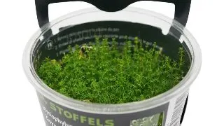Planta acvariu Myriophyllum aquaticum Guyana In Vitro Stoffels