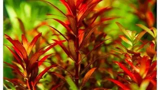 Planta acvariu Rotala rotundifolia 'Blood Red' in vitro