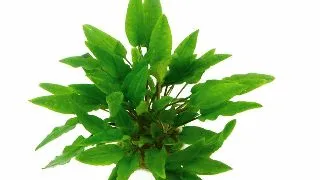 Dennerle Cryptocoryne Wendtii Green