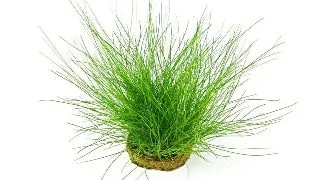 Dennerle Eleocharis Acicularis
