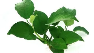 Dennerle Anubias Barteri