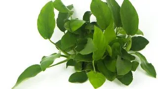 Dennerle Anubias Barteri var. Nana