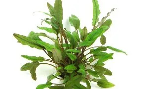 Dennerle Cryptocoryne beckettii