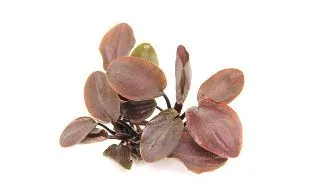 Dennerle Lagenandra meeboldii Red