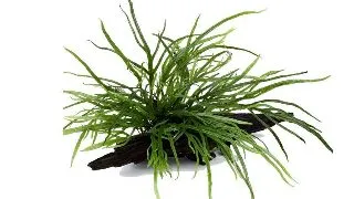 Microsorum Trident pe lemn