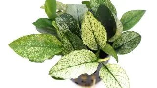 Dennerle Anubias nana Pinto