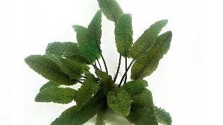 Dennerle Cryptocoryne wendtii brown