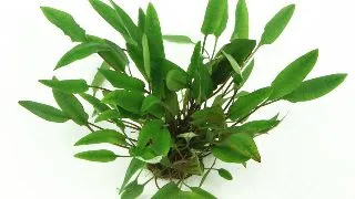 Dennerle Cryptocoryne Affinis