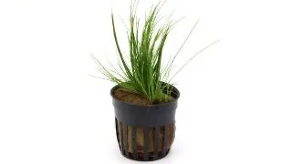 Planta acvariu Stoffels Eleocharis Acicularis