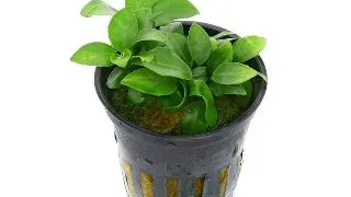 Planta acvariu Stoffels Anubias Barteri Nana Bonsai (Mini)