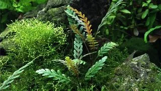 Planta acvariu Hygrophila Pinnatifida in vitro Tropica
