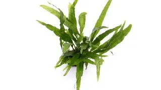 Planta acvariu Microsorum Pteropus Narrow Tropica