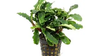 Planta acvariu Stoffels Bucephalandra Green Velvet