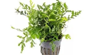 Planta acvariu Bolbitis Heteroclita Difformis Stoffels