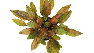 Planta acvariu Cryptocoryne walkeri legroi Dennerle