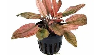Planta acvariu Cryptocoryne Fancy Pink Stoffels