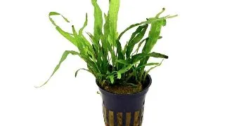 Planta acvariu Microsorum pteropus Green Gnome Stoffels