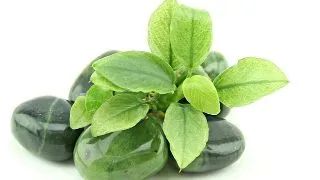 Planta acvariu Anubias nana Jade Dennerle
