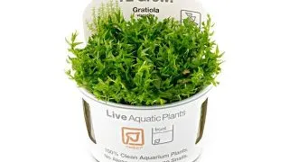 Planta acvariu Gratiola viscidula in vitro Tropica