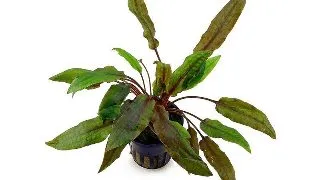 Planta de acvariu Cryptocoryne Wendtii Mi Oya Stoffels