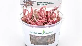 Planta acvariu Cryptocoryne wendtii Flamingo In Vitro Dennerle