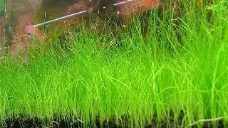 Planta acvariu Eleocharis Acicularis in vitro Tropica