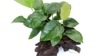 Dennerle decor Anubias nana pe lemn