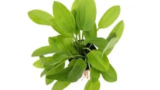 Dennerle Echinodorus cordifolius Mini