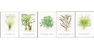 Tropica Art Cards 5 buc - 13x18 cm (Cyperus)