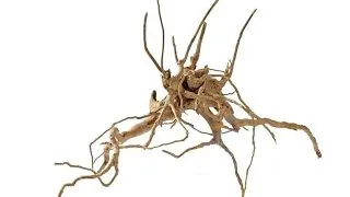 Radacina Hobby Fingerwood S 20-30cm