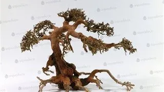 Lemn Aquadeco Aqua-Bonsai M 23-30 cm