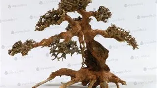 Lemn Aquadeco Aqua-Bonsai L 30-40 cm