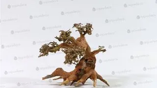 Lemn Aquadeco Aqua-Bonsai S 15-20 cm