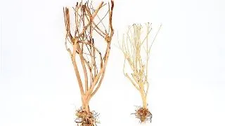 Lemn Aquadeco Slim Tree S