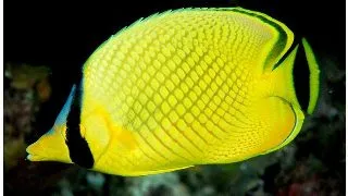 Latticed Butterflyfish (Chaetodon rafflesi)
