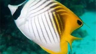 Chaetodon auriga (Threadfin butterflyfish)